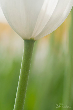 Tulip
