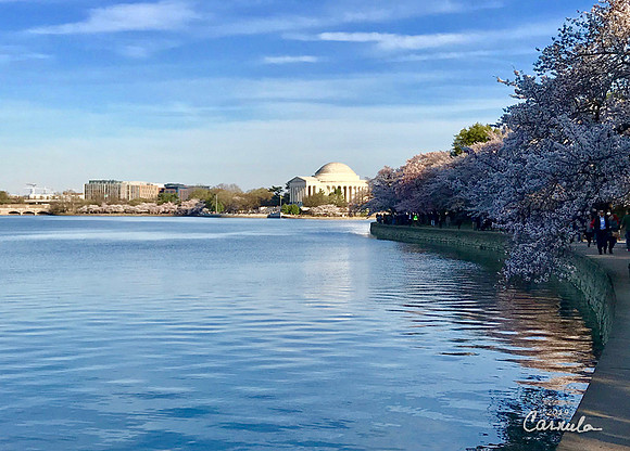 Cherry Blossom 2019