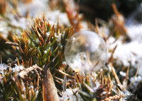 Frozen Bubble