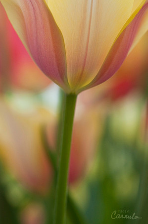 Tulip