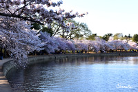 Cherry Blossoms 2019