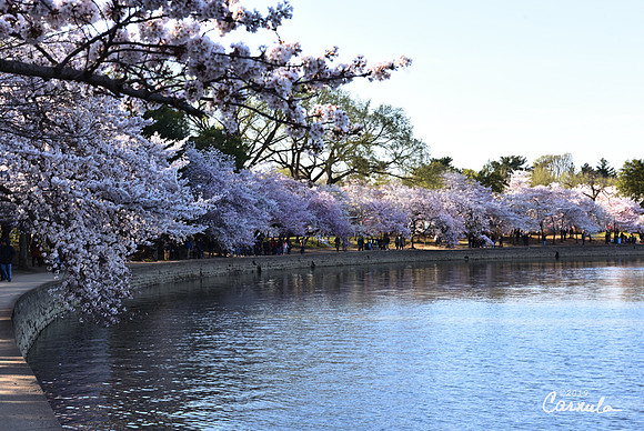 Cherry Blossoms 2019