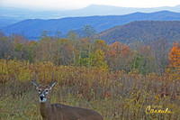 Wildlife