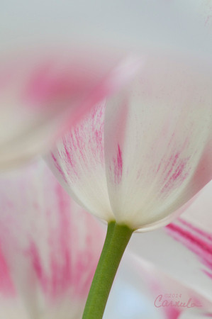 Tulip