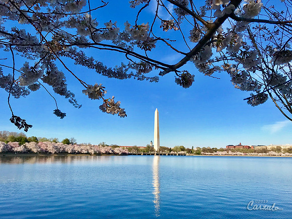 Cherry Blossom 2019