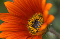 Daisy