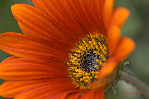 Daisy