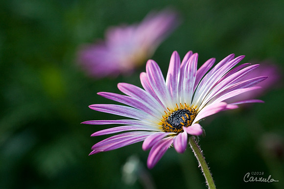 Daisy