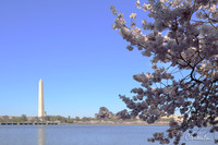 Cherry Blossoms 2019