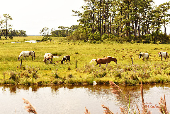 Chincoteague, VA