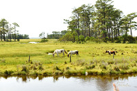 Chincoteague, VA