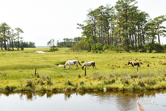 Chincoteague, VA