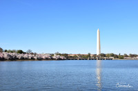 Cherry Blossom 2019