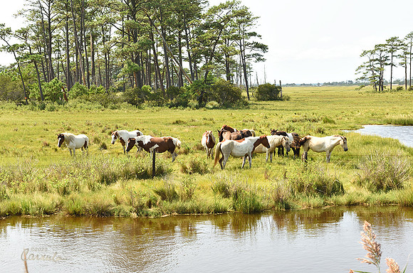 Chincoteague, VA