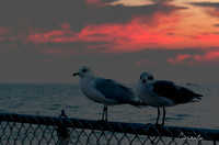 Chesapeake Bay Bridge Sunrise