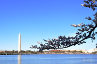 Cherry Blossom 2019