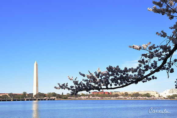 Cherry Blossom 2019