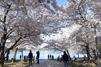 Cherry Blossoms 2019