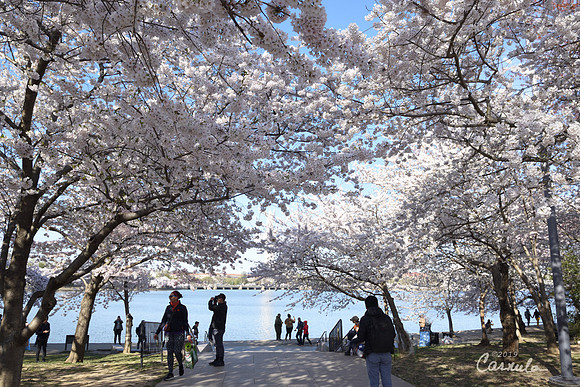 Cherry Blossoms 2019