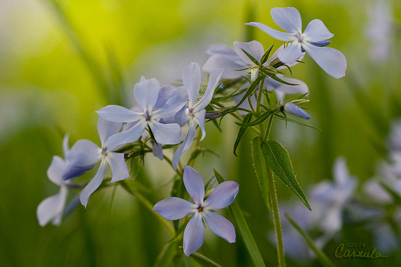 Macro
