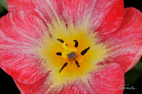 Spring 2019