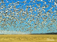 Flock of Snow Geese