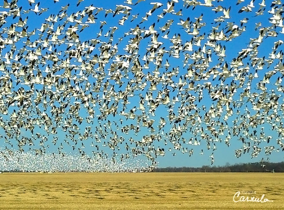 Flock of Snow Geese