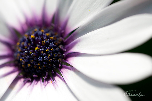 Daisy