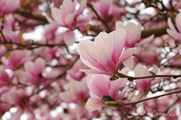 Magnolia Tree