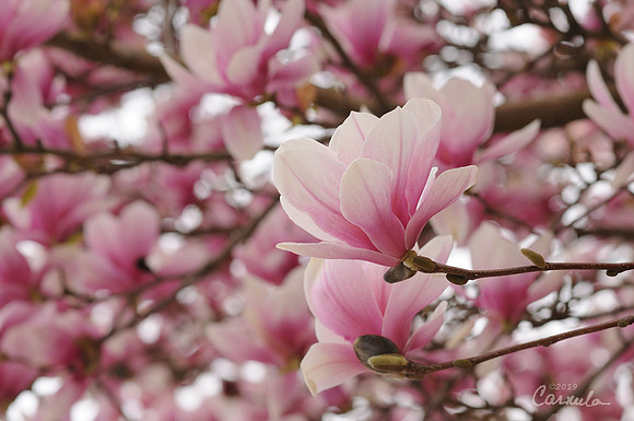 Magnolia Tree