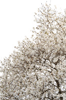 Spring 2019