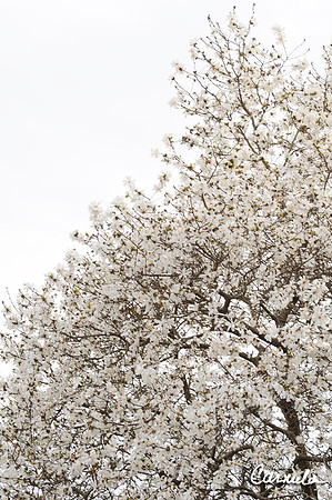 Spring 2019