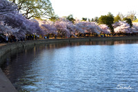 Cherry Blossoms 2019