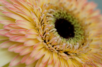 Macro