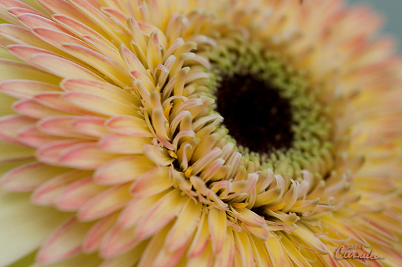 Daisy