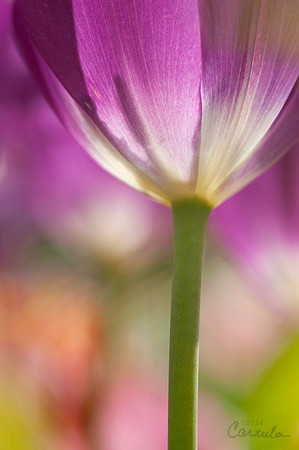 Tulip
