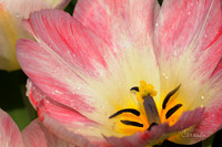 Spring 2019