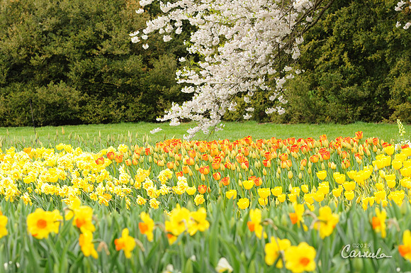 Spring 2019