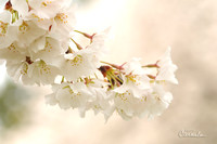 Spring 2019
