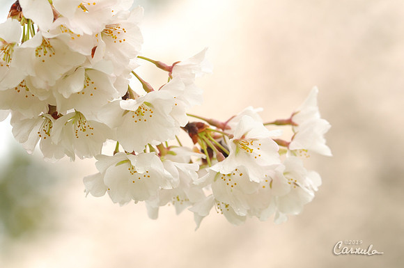 Spring 2019