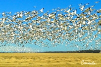 Flock of Snow Geese