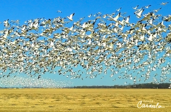 Flock of Snow Geese
