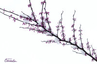 Cherry Tree with Snow