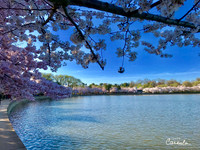 Cherry Blossoms 2019