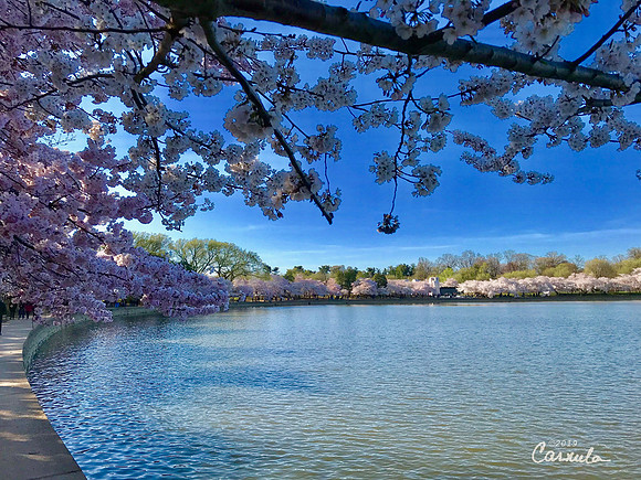 Cherry Blossoms 2019