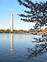 Cherry Blossom 2019