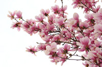 Magnolia Tree