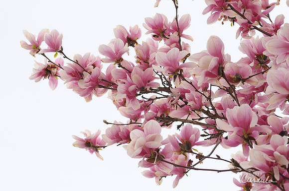 Magnolia Tree