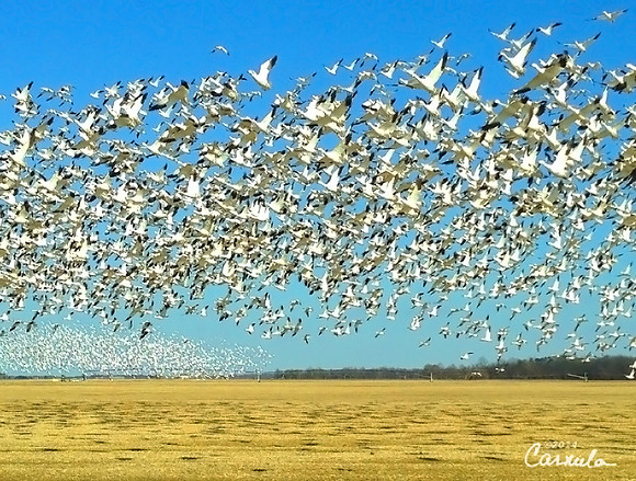 Flock of Snow Geese