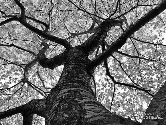 Cherry Trees